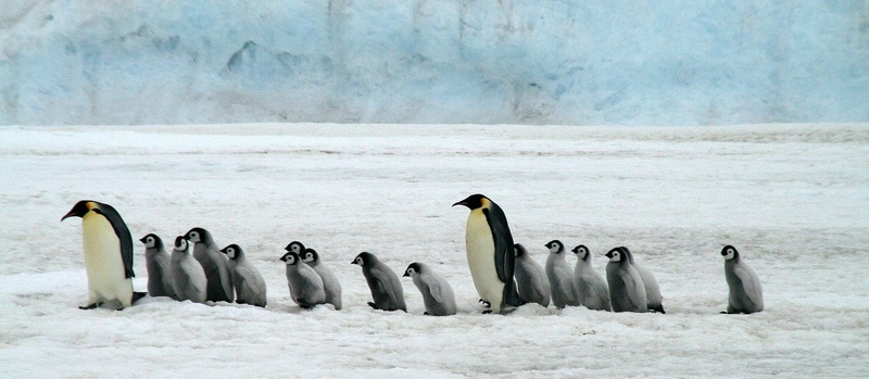 Emperor penguins going for a walk